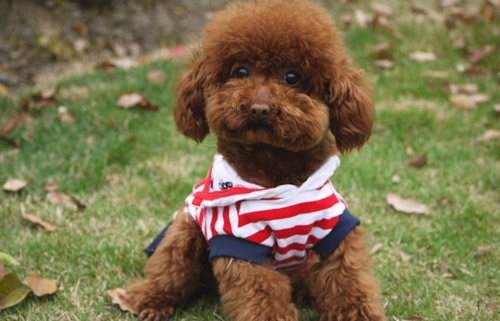 泰迪顏色有幾種？